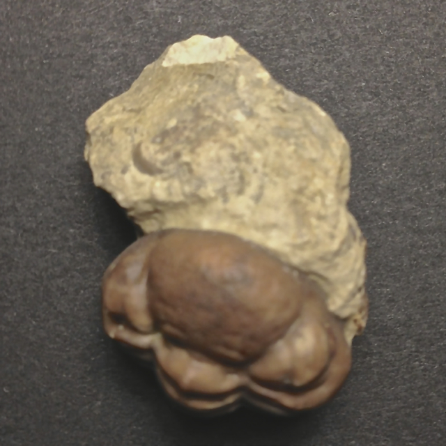 Trilobite Before Image 2